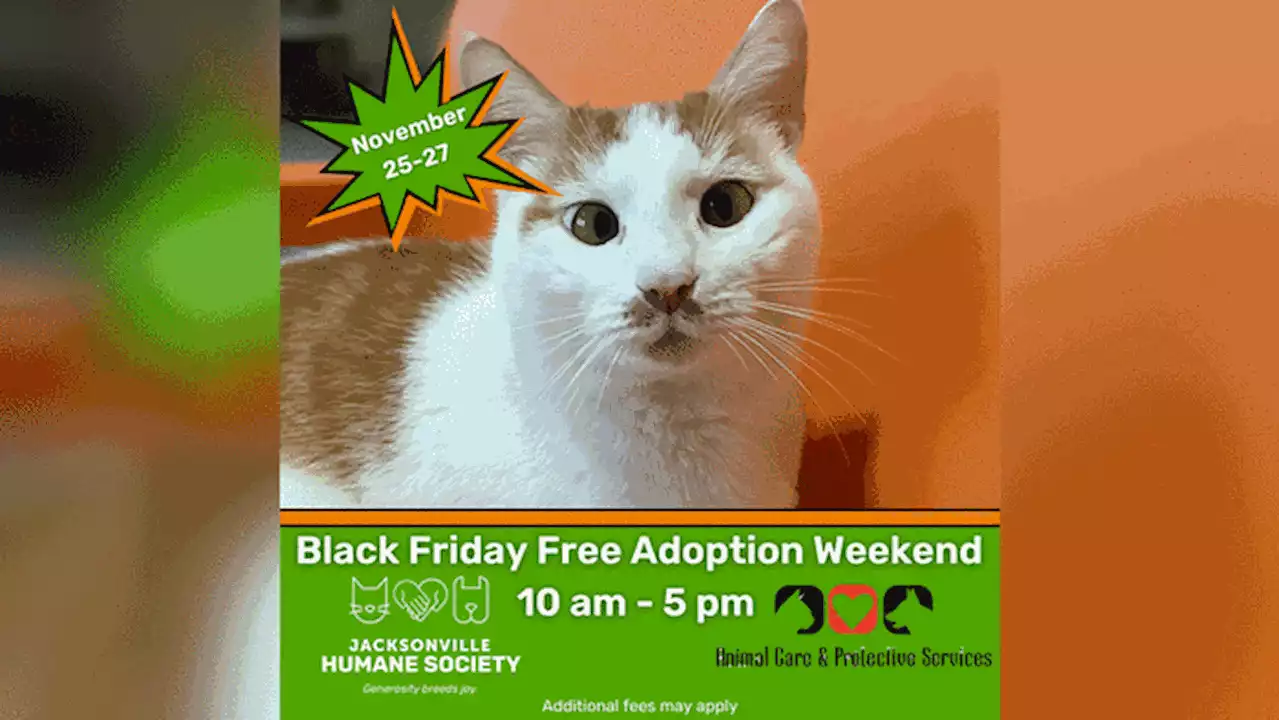 Jacksonville animal shelters to offer free pet adoptions over Black Friday weekend