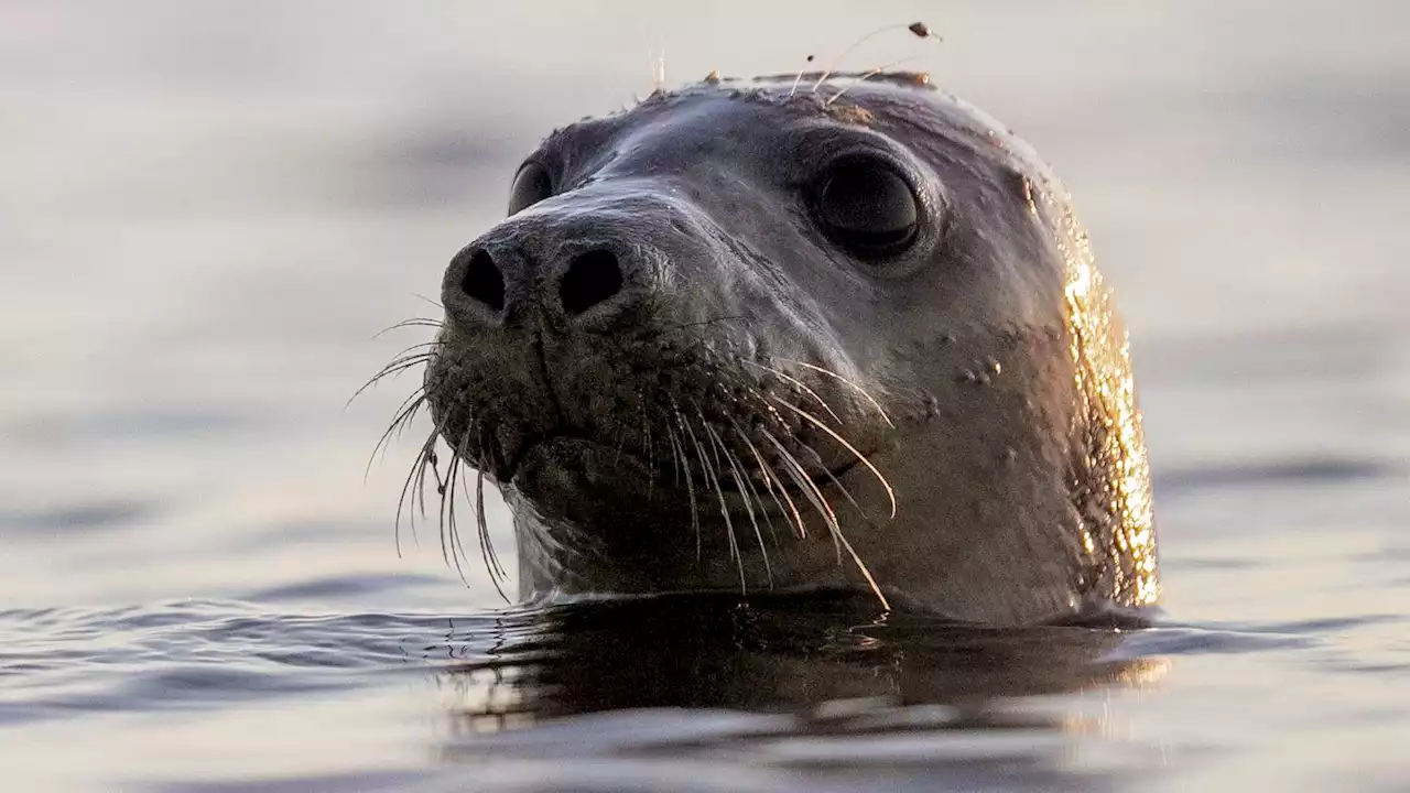 Facial recognition can help conserve seals, scientists say