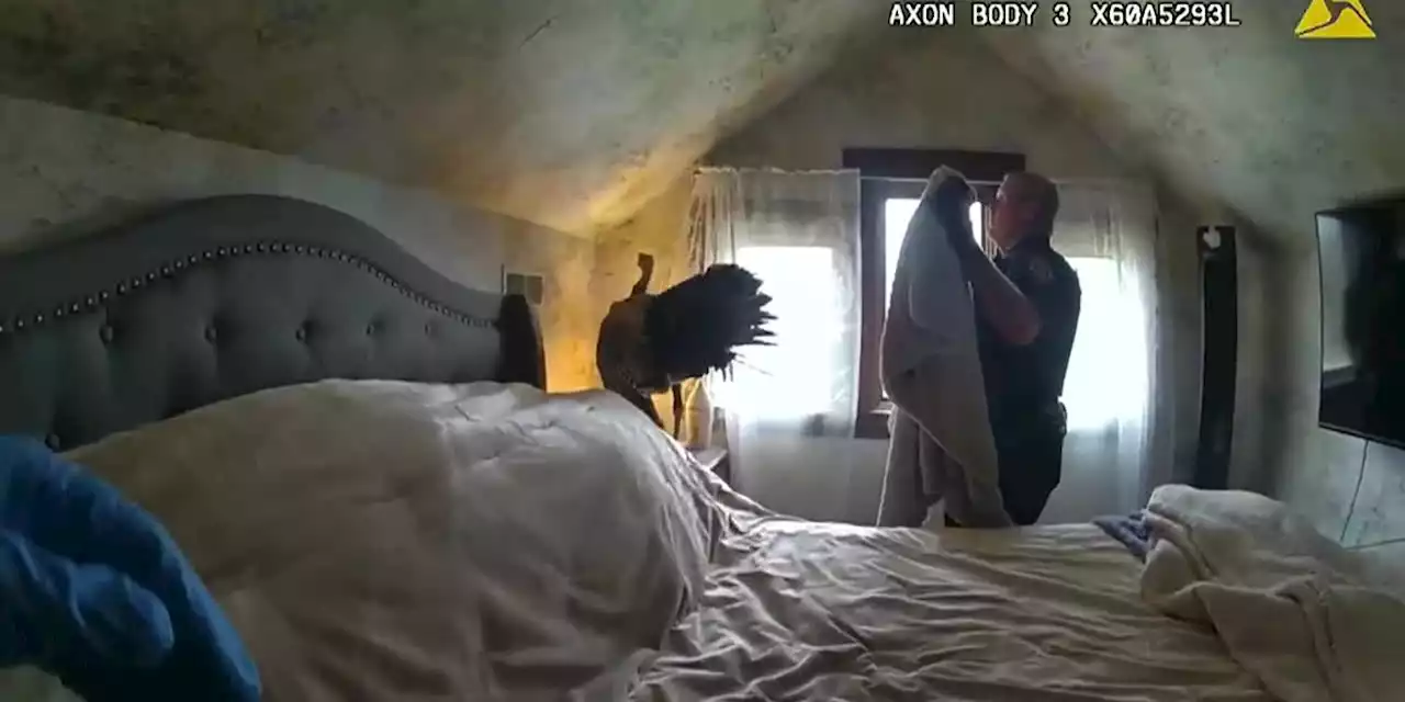 Deputies capture and free turkey that broke into a person’s home