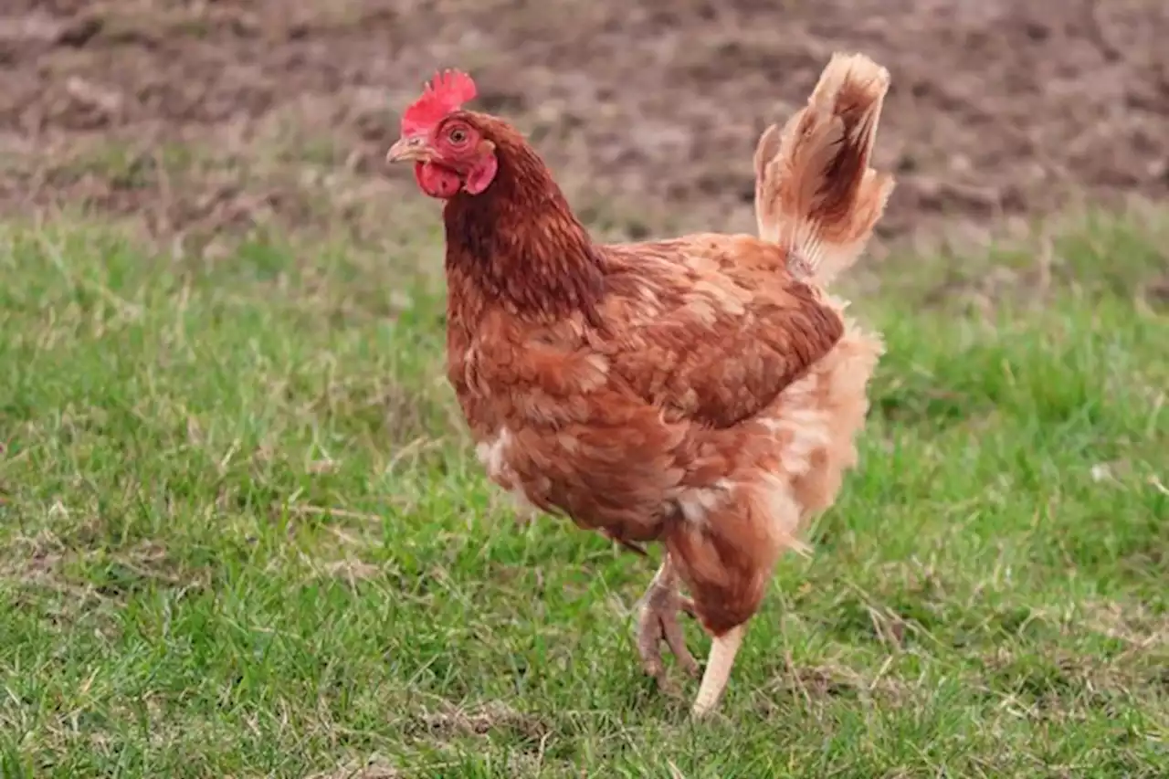 Ab Montag gelten schweizweit Massnahmen gegen die Vogelgrippe - bauernzeitung.ch