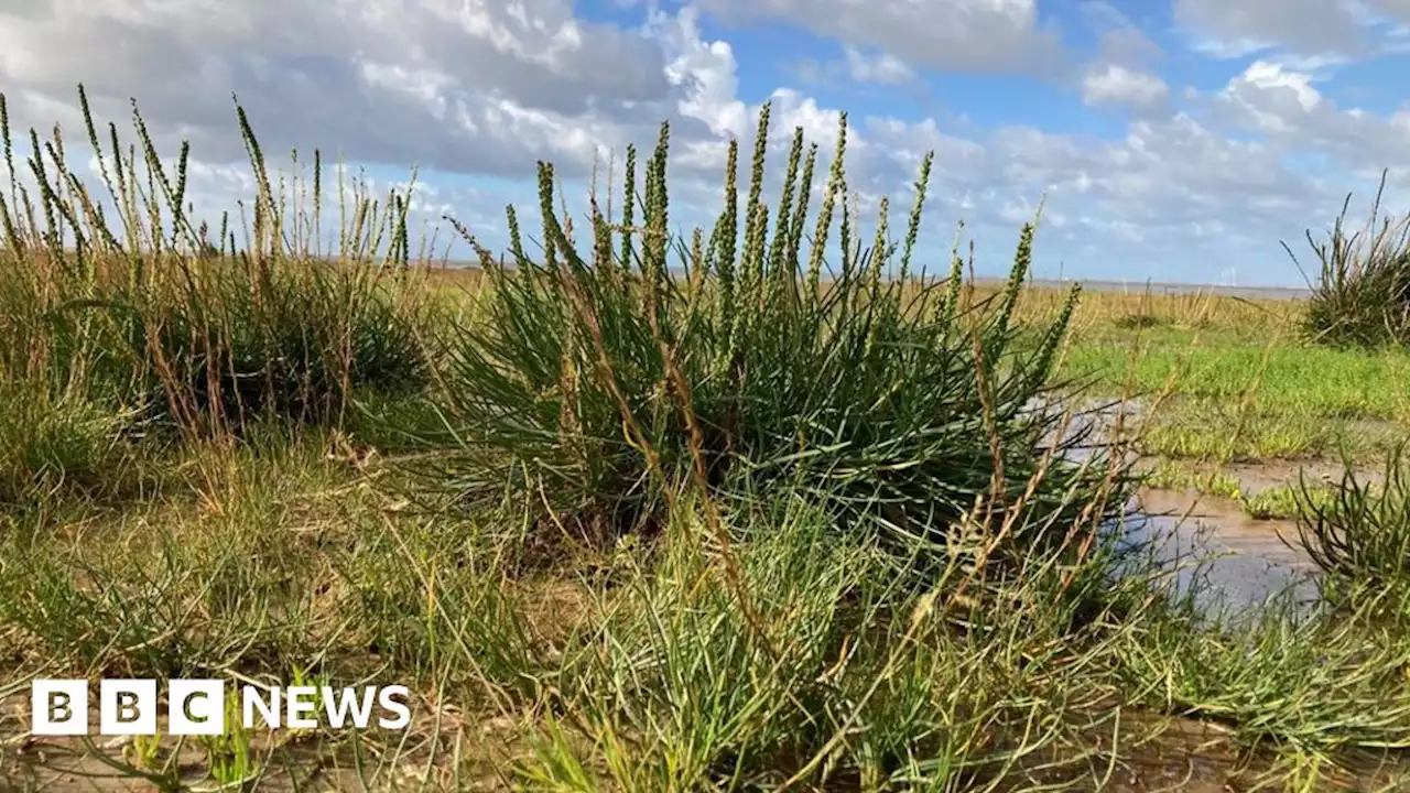 Future vegetation to be removed from Hoylake beach