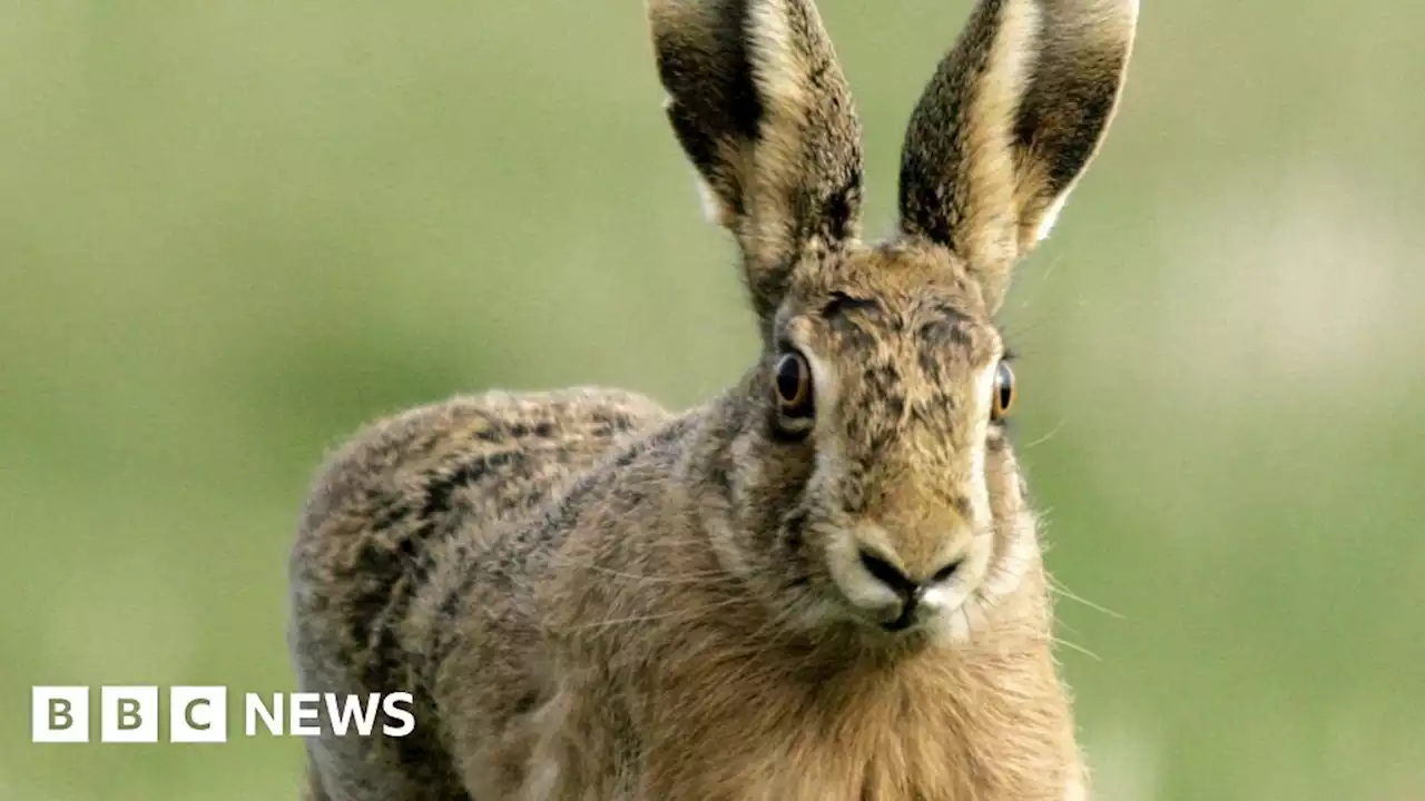 Men sentenced for using dogs to hunt wild hares in Angus