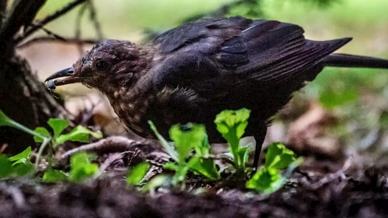 Le Conseil d'Etat confirme l'illégalité de plusieurs chasses traditionnelles d'oiseaux