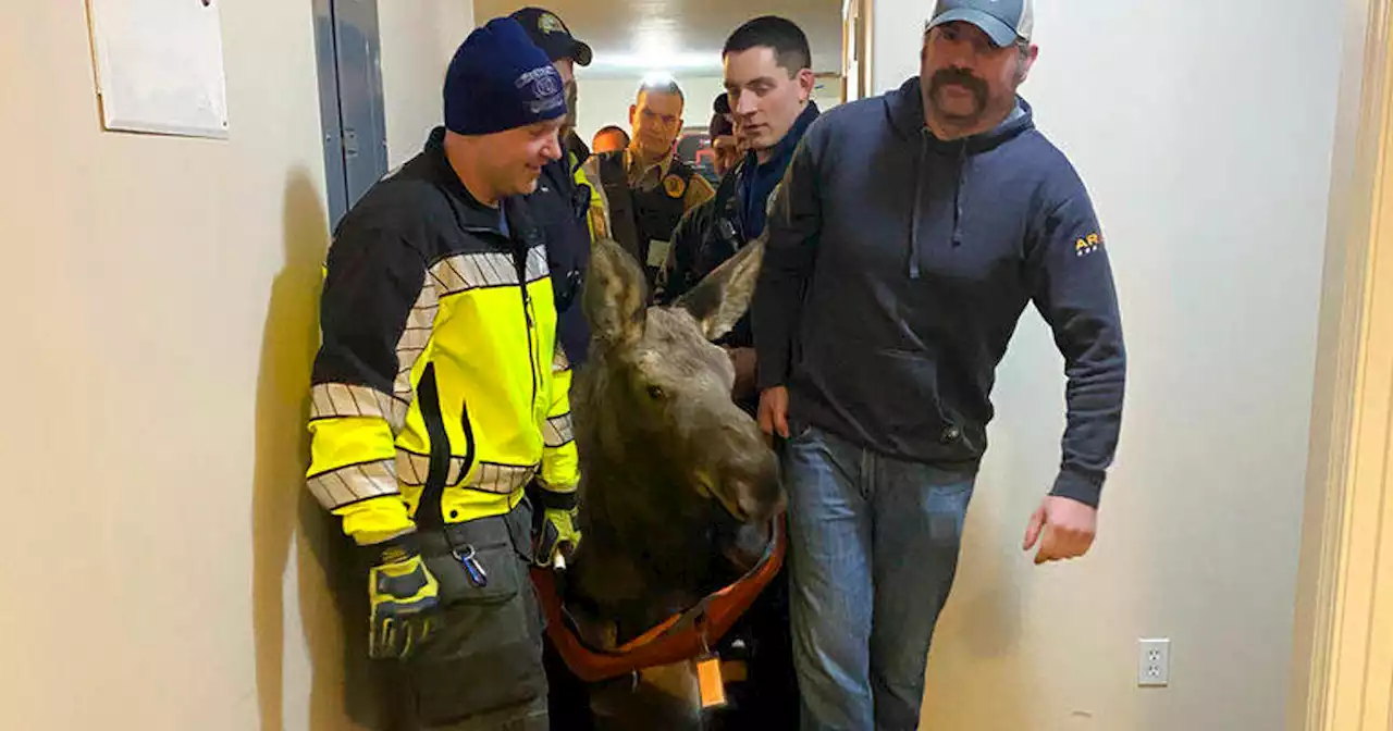 A moose took a tumble into an Alaska home's basement. Firefighters had to find a way to get him out.