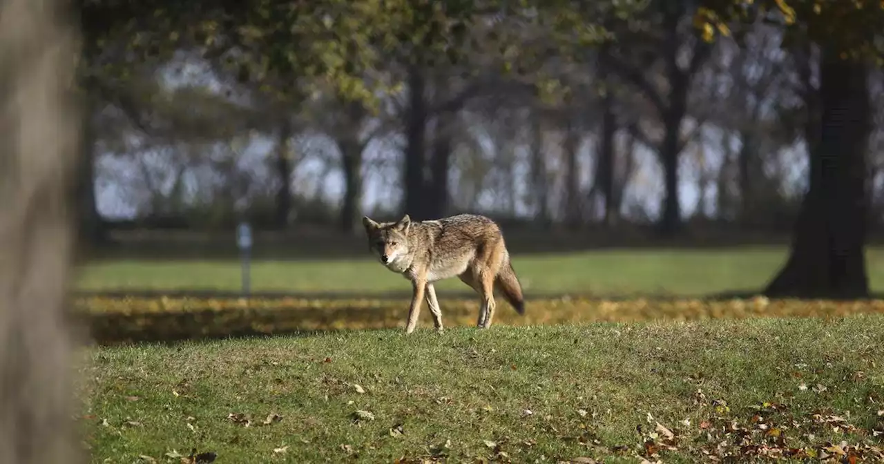 ‘We are sharing our homes with coyotes’ homes’: Late autumn can bring increased wildlife interaction