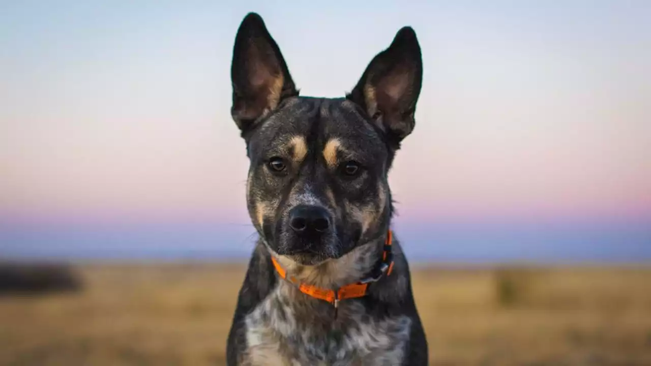 Un chien débarque avec une main humaine dans la gueule, menant à une découverte effroyable