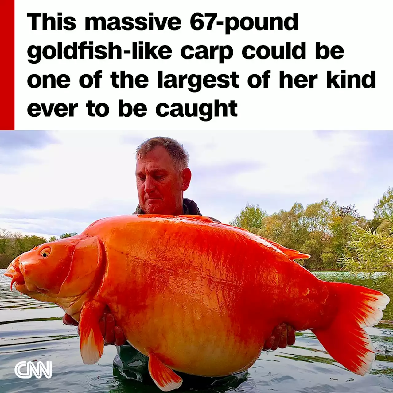 Fisherman catches 67-pound goldfish