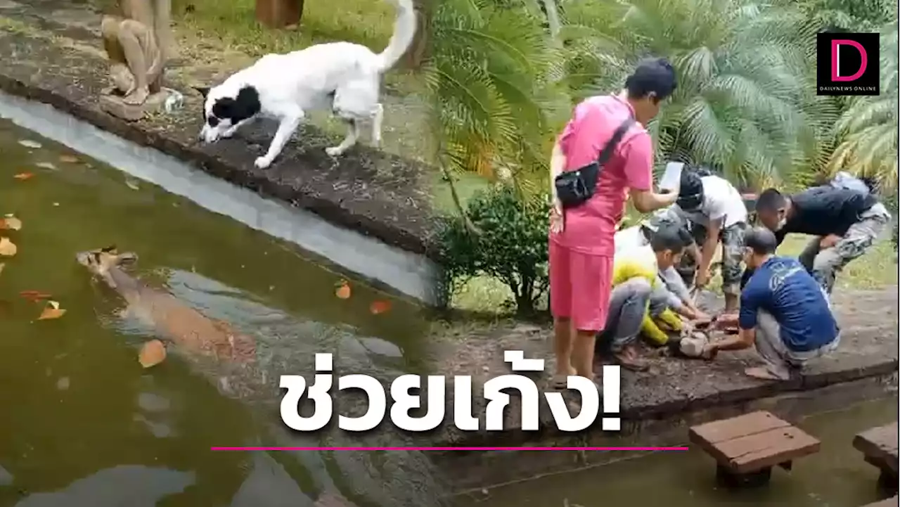 เจ้าของรีสอร์ทนักอนุรักษ์! ประสาน 'จนท.เขาใหญ่' ช่วย 'เก้ง' หลุดเข้าที่พักกลับคืนสู่ป่า | เดลินิวส์