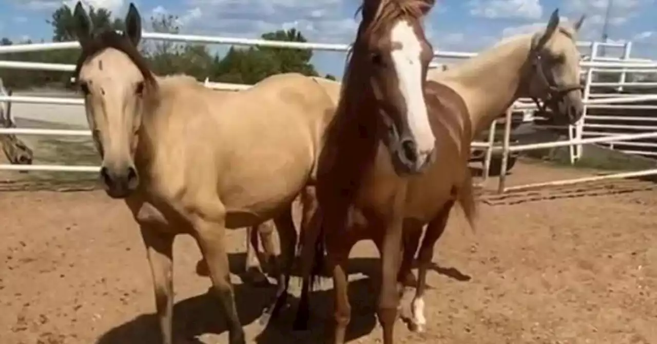 Generous Denver7 viewers donate money to help Colorado horse rescue that saved seemingly pregnant horses