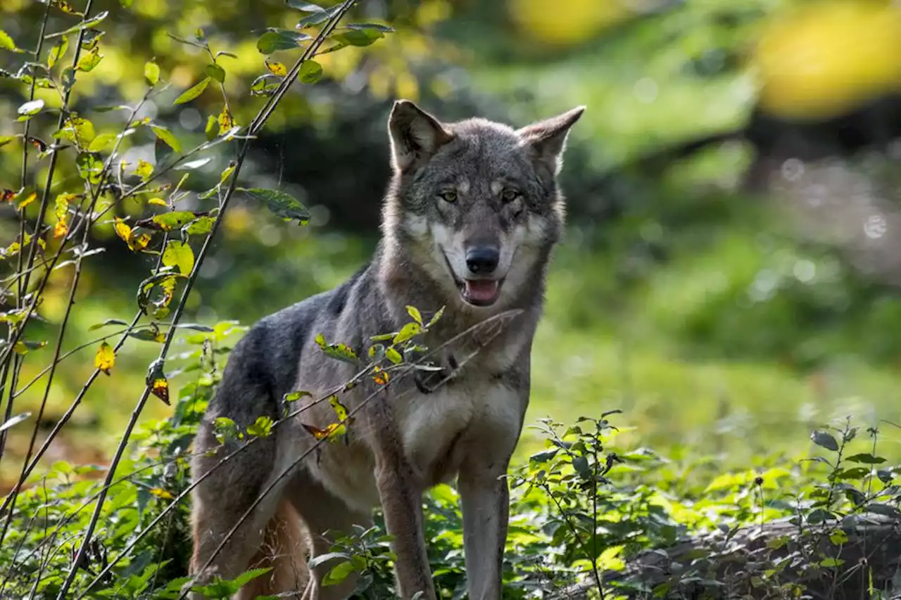 Loup : One Voice au tribunal administratif de Montpellier pour protéger l'animal dans l'Hérault