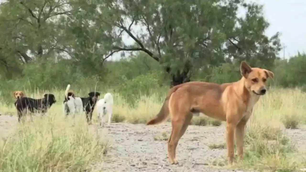 Owner of Big Dog Ranch Rescue on a mission to save canines left at the border: 'It's a huge problem'