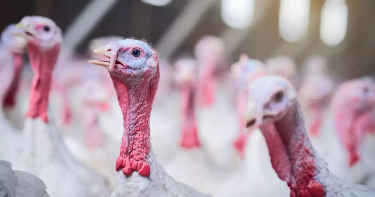 New fears over Christmas turkey supply after another flock gets avian flu