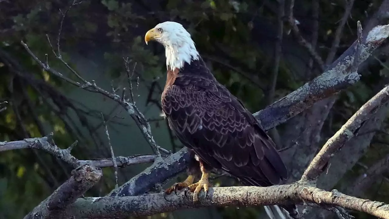 Bald Eagle with bird flu found in West Seattle park