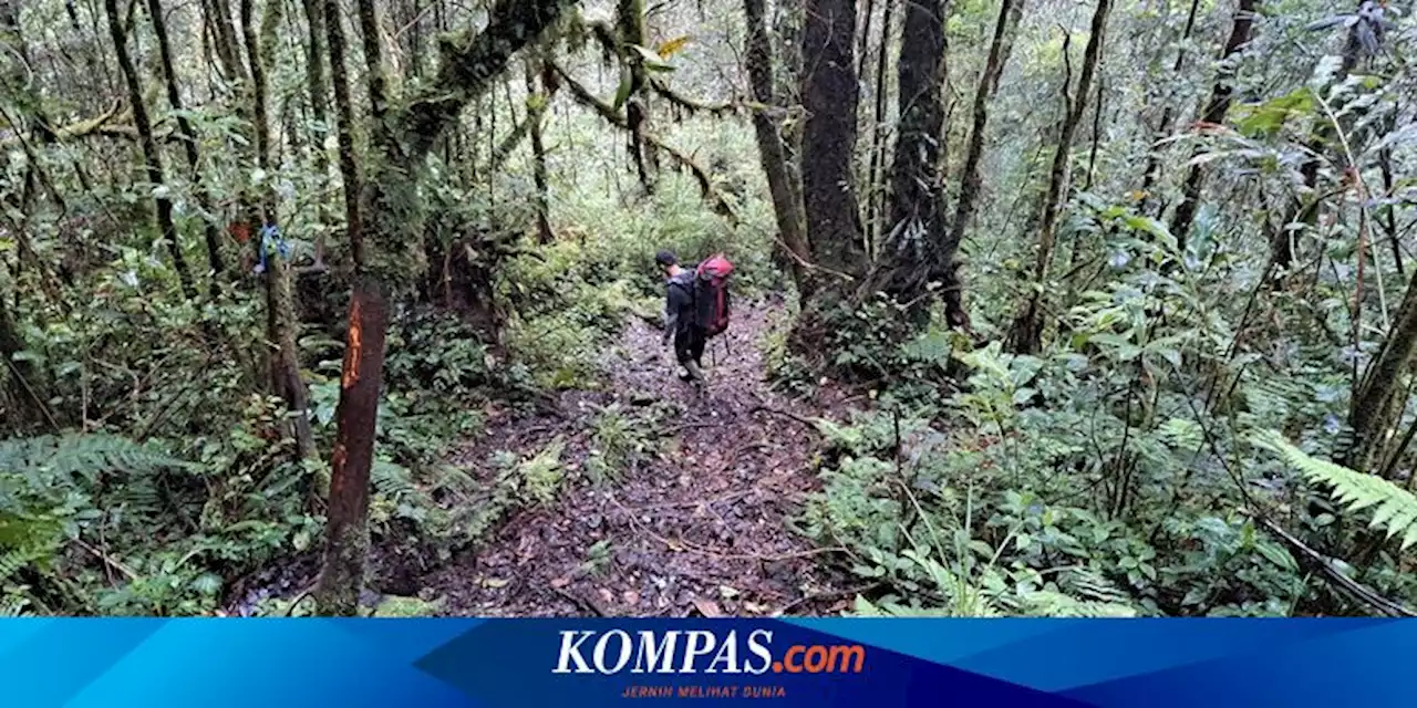 Menjajal Jalur Pendakian Hutan Hujan Sumatera, Bukit Daun Si Penghasil Air Bersih untuk 5 Kabupaten Bengkulu