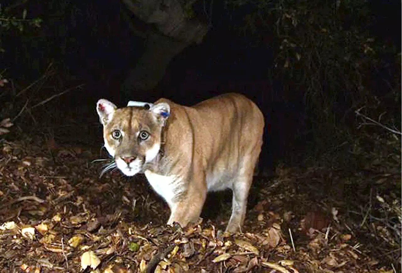 After a cougar killed a dog, could that doom a proposed LA wildlife district?