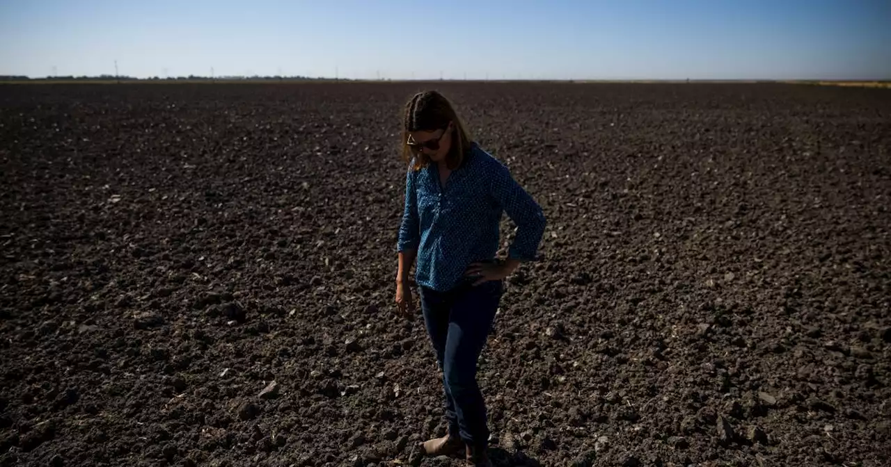 'It's a disaster.' Drought dramatically shrinking California farmland, costing $1.7 billion