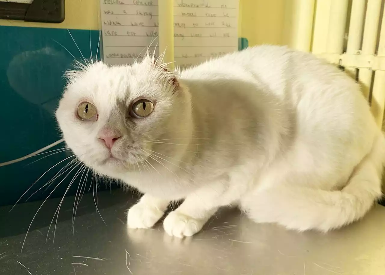 This adorable cat with no ears is looking for a forever home