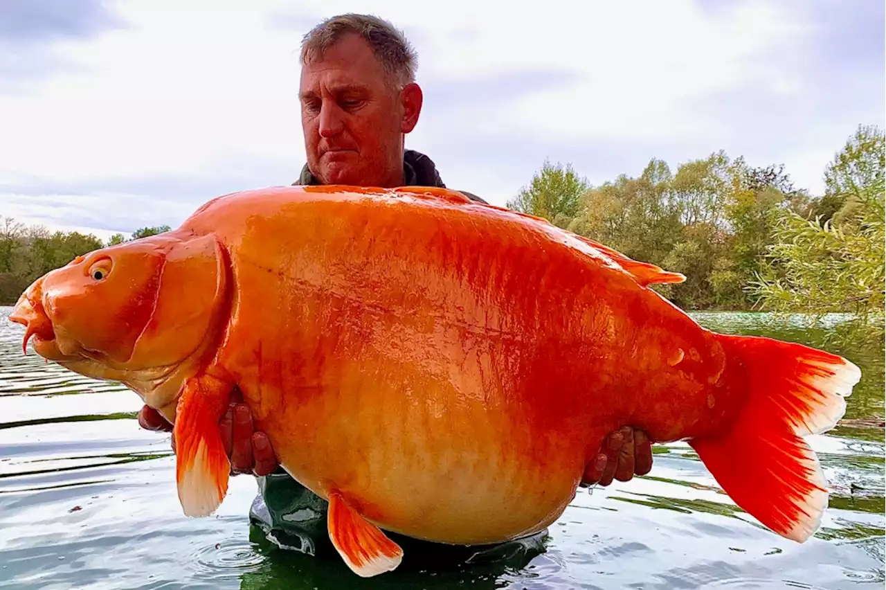 Angler lands 67-pound goldfish named ‘The Carrot’