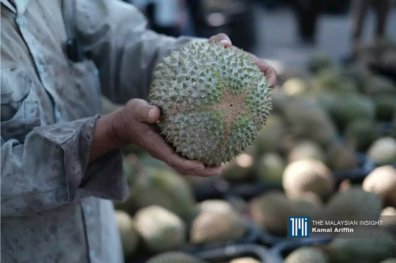 Gua Musang miliki 510 hektar ladang Musang King, kata exco | The Malaysian Insight