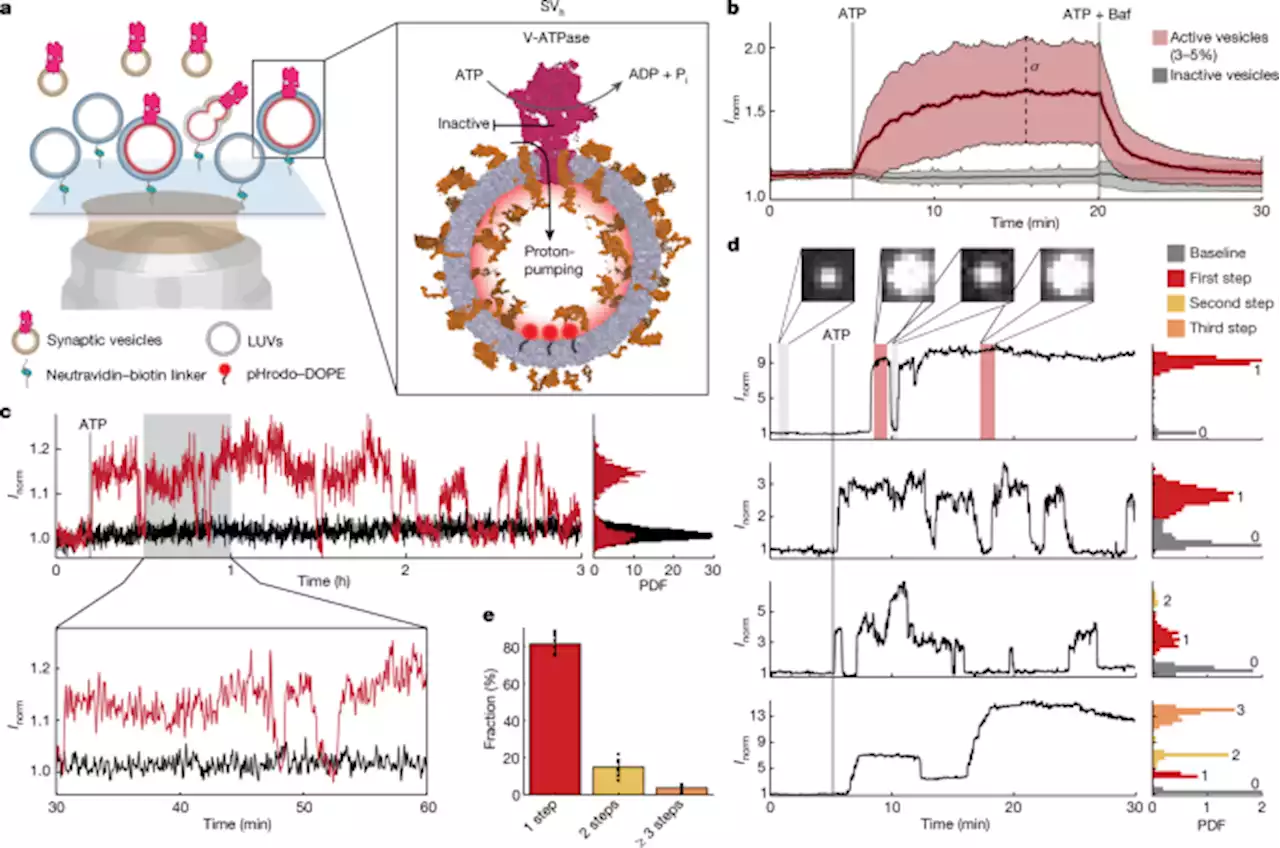 Regulation of the mammalian-brain V-ATPase through ultraslow mode-switching - Nature