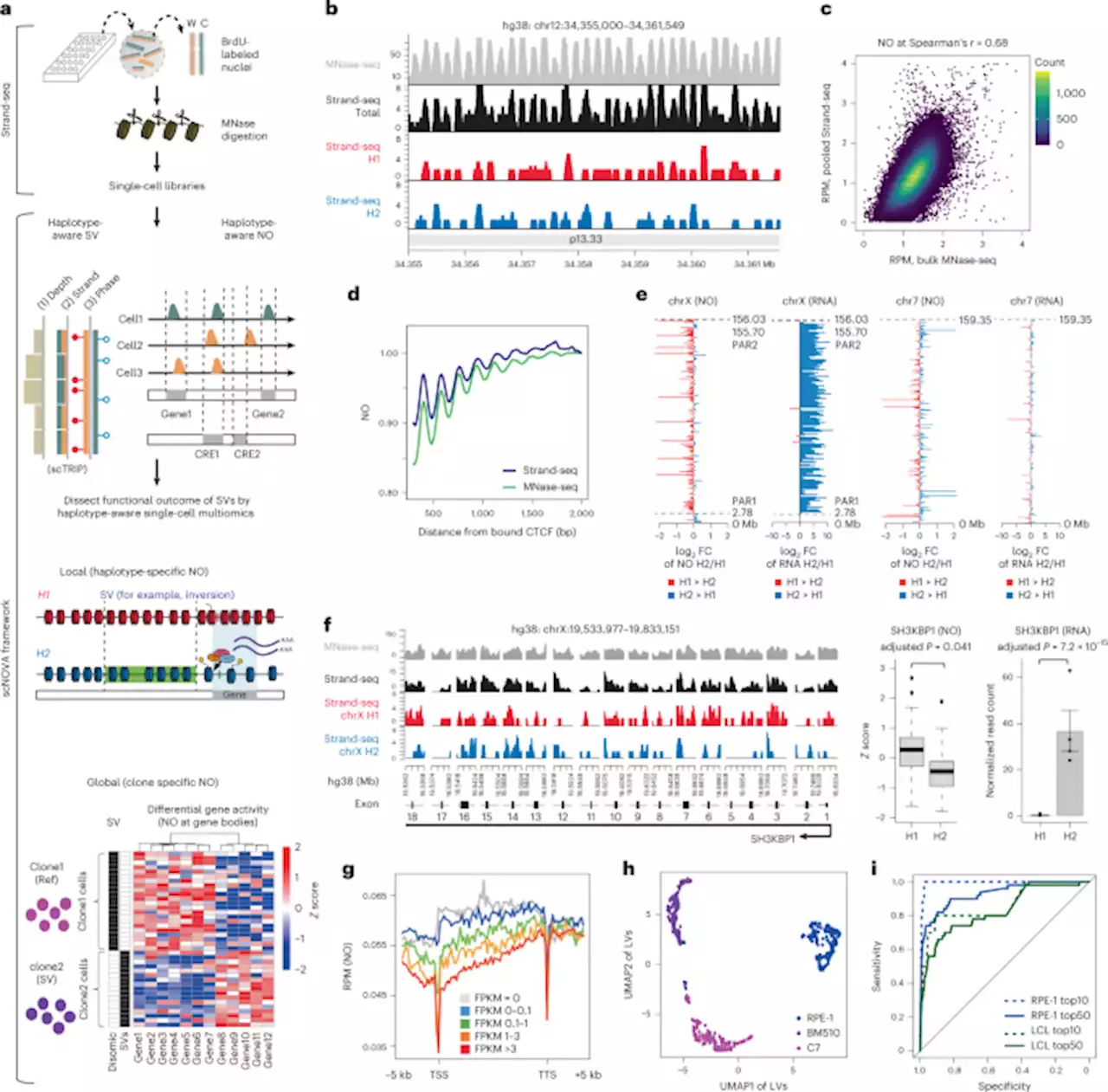 Functional analysis of structural variants in single cells using Strand-seq - Nature Biotechnology