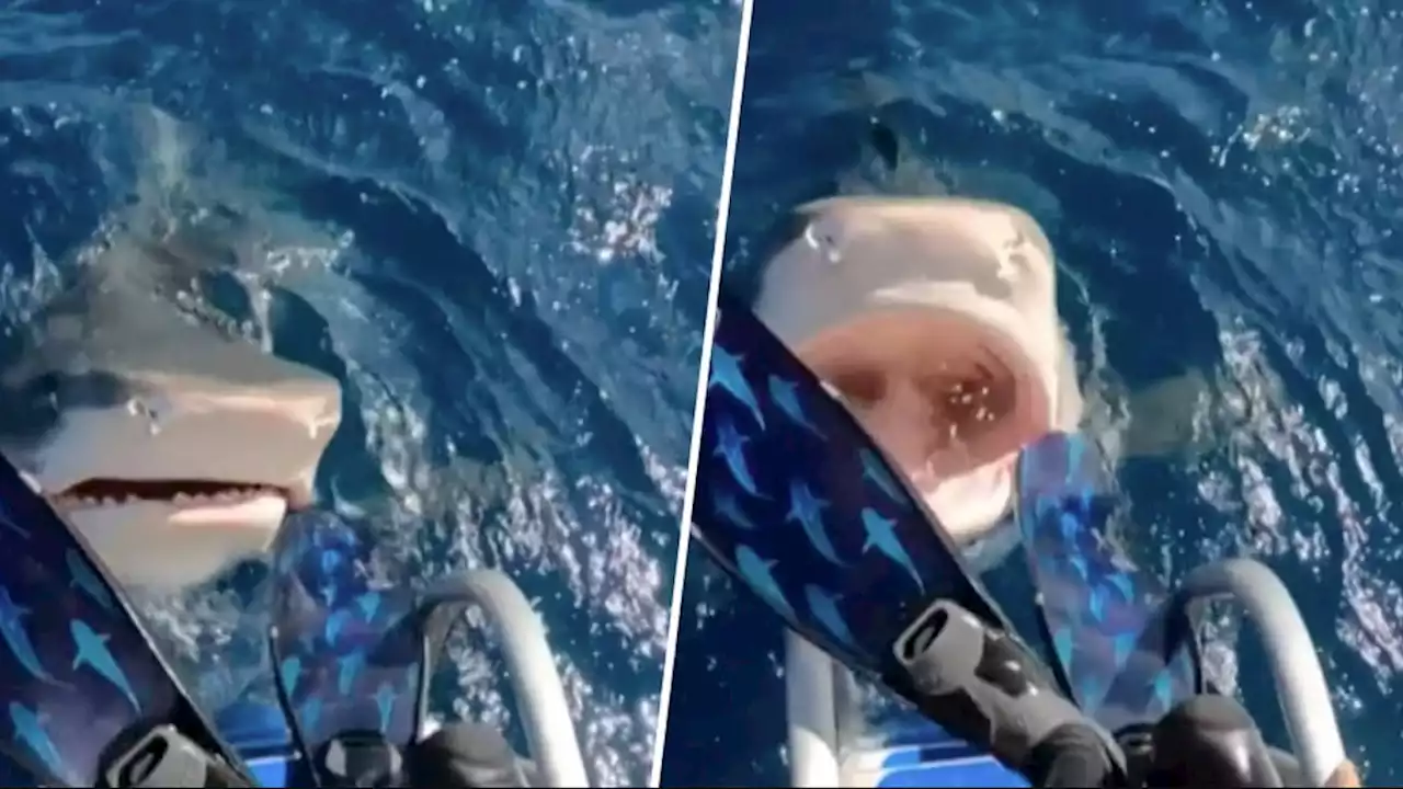 Watch: Marine Biologist Nearly Dives Right Into the Mouth of a Shark