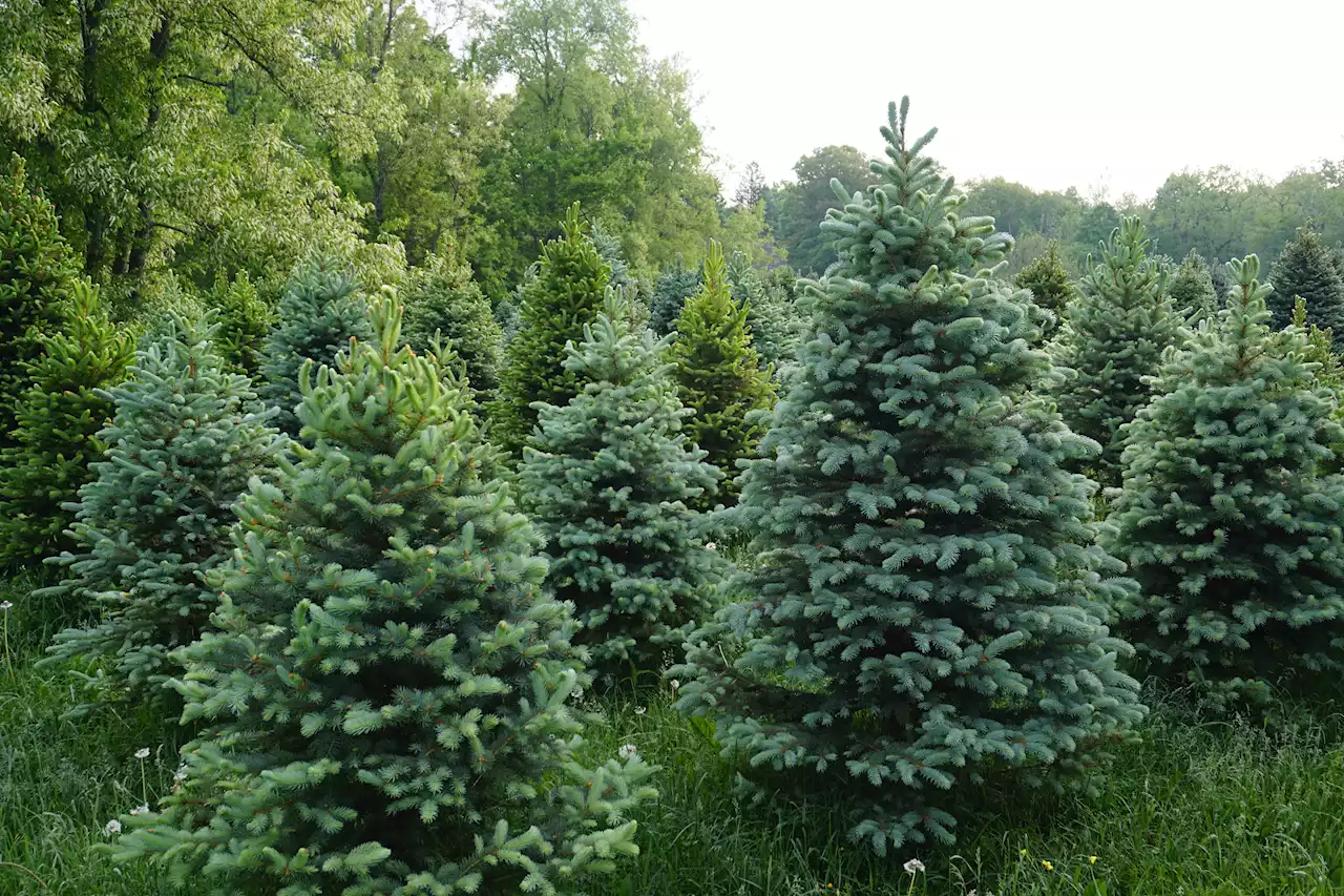 Where to Cut Down a Christmas Tree in the Chicago Area