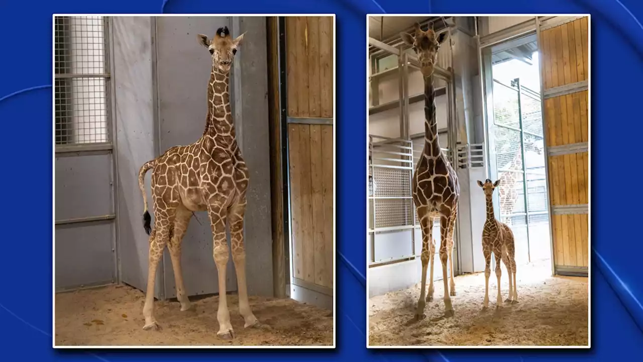 Fort Worth Zoo Welcomes Two Baby Giraffes Born at the Zoo in the Last Month