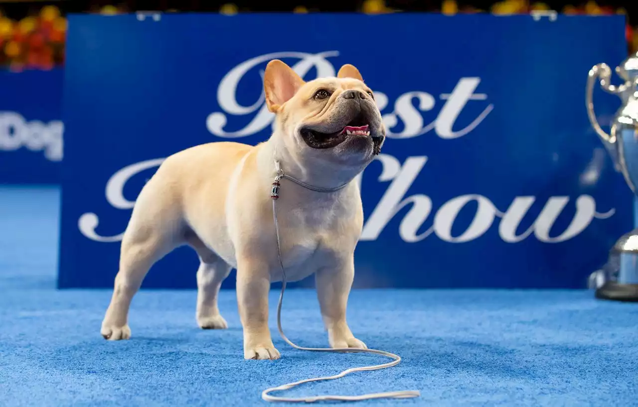 National Dog Show 2022 winner: French bulldog Winston is best in show. Here’s his NFL connection.