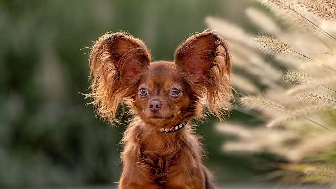 Give a round of app-paws for the 3 new breeds in the National Dog Show