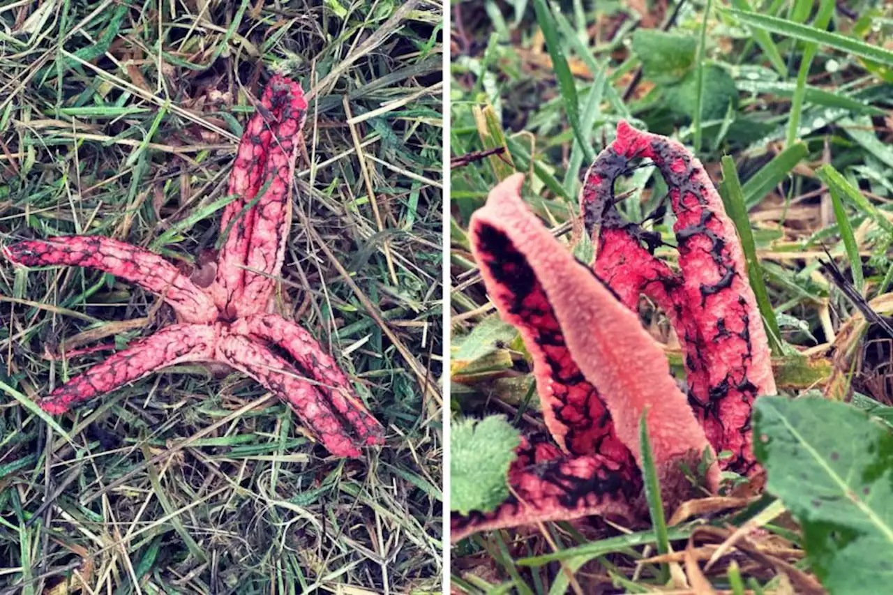 ‘Super rare’ devil’s fingers fungus found in field