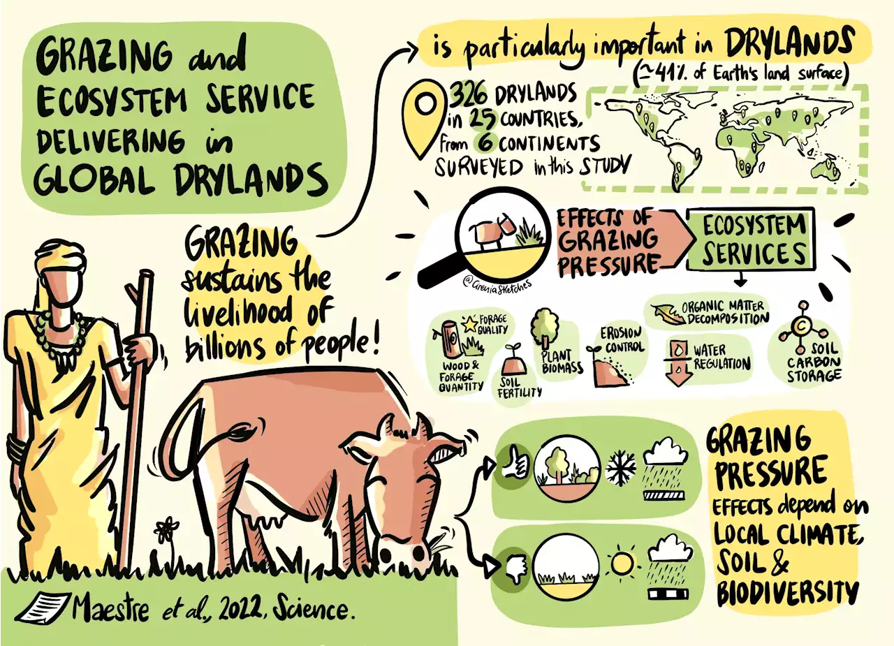 Increased grazing pressure threatens the most arid rangelands