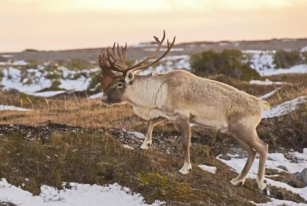 George River caribou herd population remains vulnerably low | SaltWire