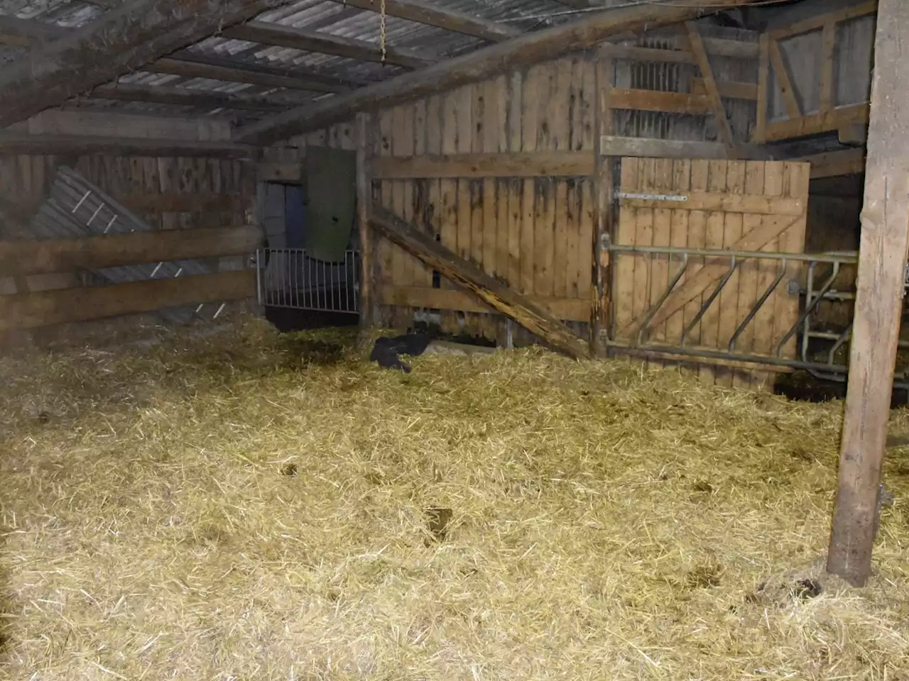 Stier greift Landwirt an - Schweizer Bauer