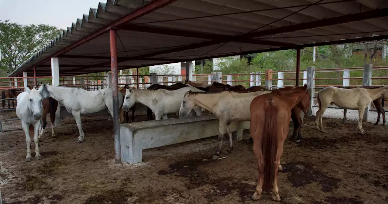 IMÁGENES FUERTES: ONG revela matanza de caballos en México para consumo humano