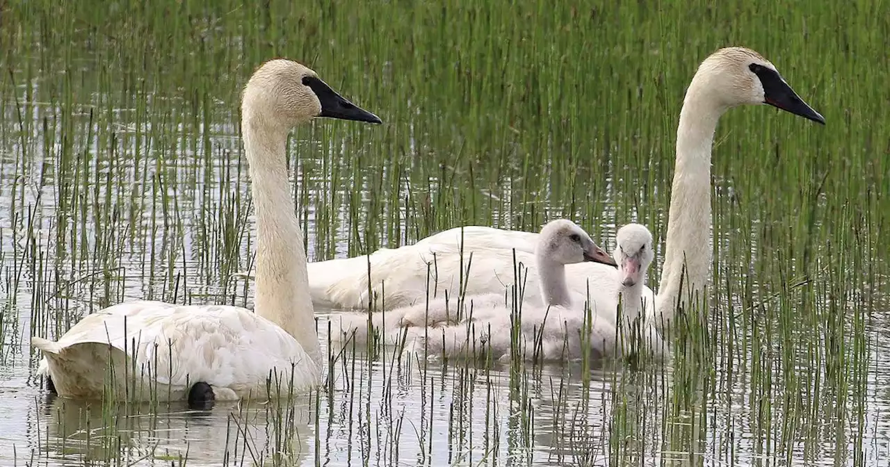 As the West’s trumpeter swans recover, more wind up shot in Utah