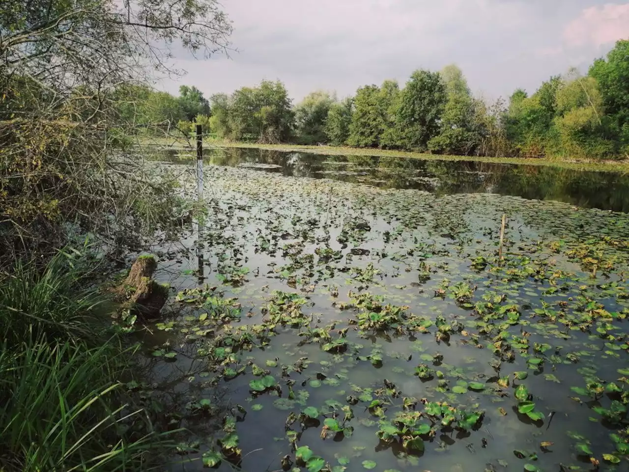 Lot-et-Garonne : en images, à la découverte de la réserve naturelle de l’Étang de la Mazière