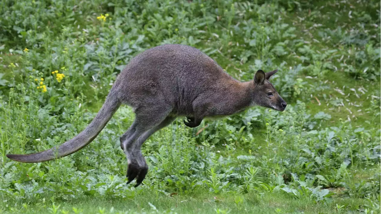 Tierpark Luckenwalde unter Schock: Fuchs tötet alle vier Kängurus