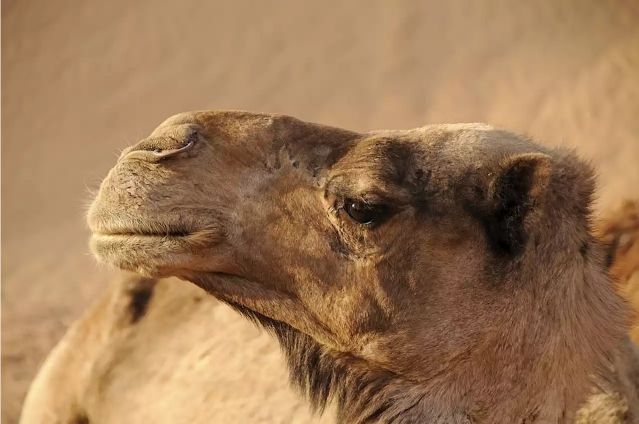 Camel flu outbreak feared at the World Cup