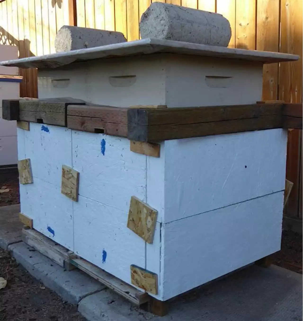 How do honey bees survive our Saskatchewan winters?