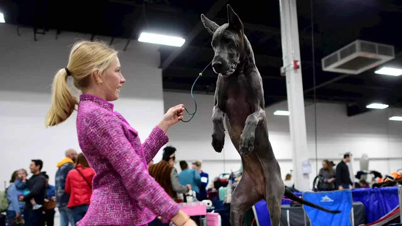 National Dog Show Presented By Purina, Behind The Scenes Photos