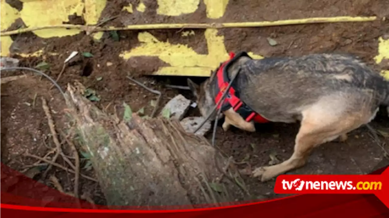 Satu Anjing Pelacak Temukan Titik Diduga Korban Tertimbun Longsor Cianjur