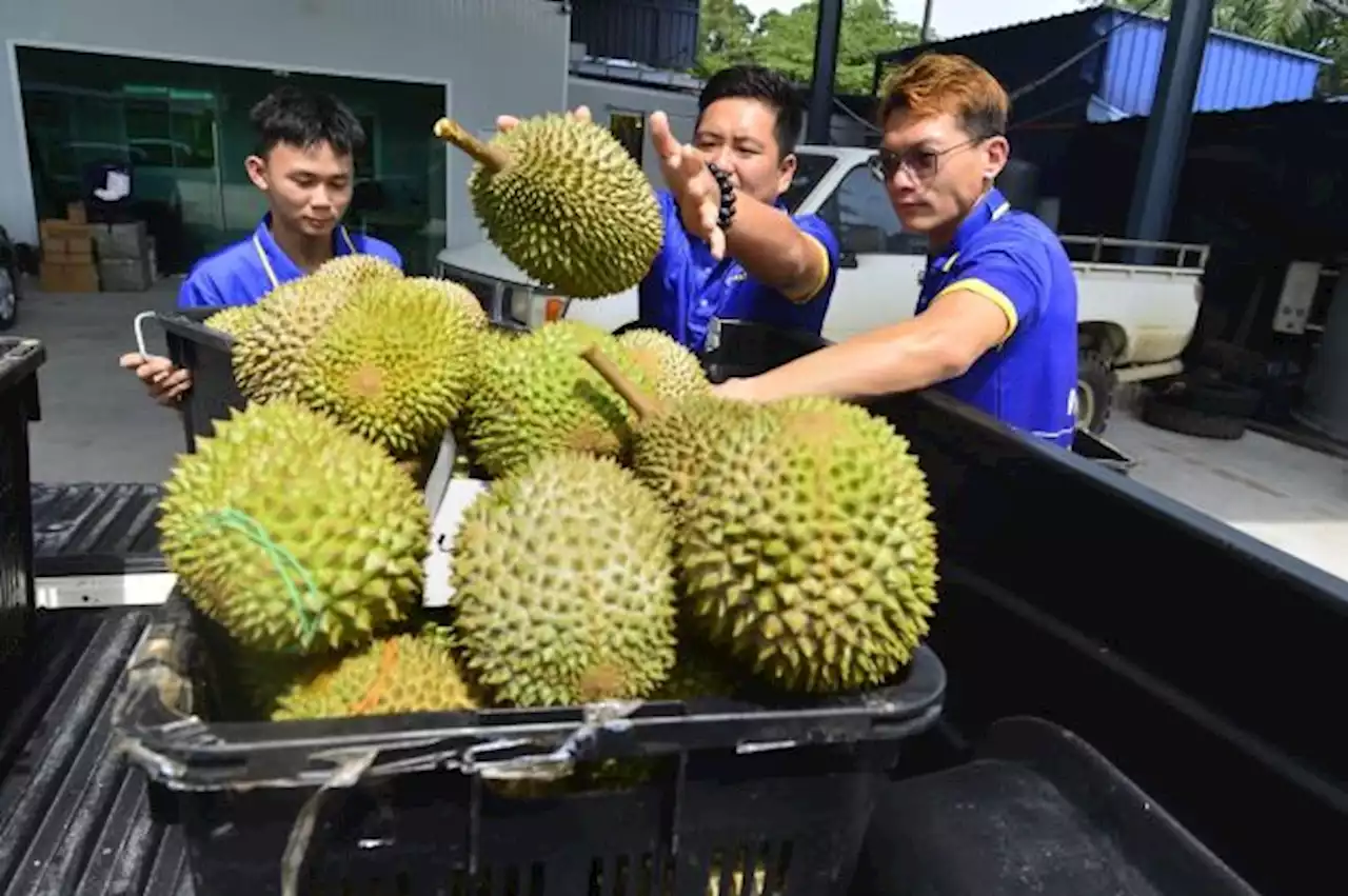 [SIDANG DUN] Ladang musang king dibuka di Gua Musang seluas 510 hektar