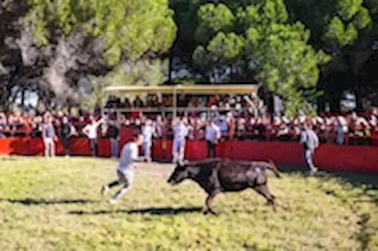 How France may become one of the last bastions of bullfighting