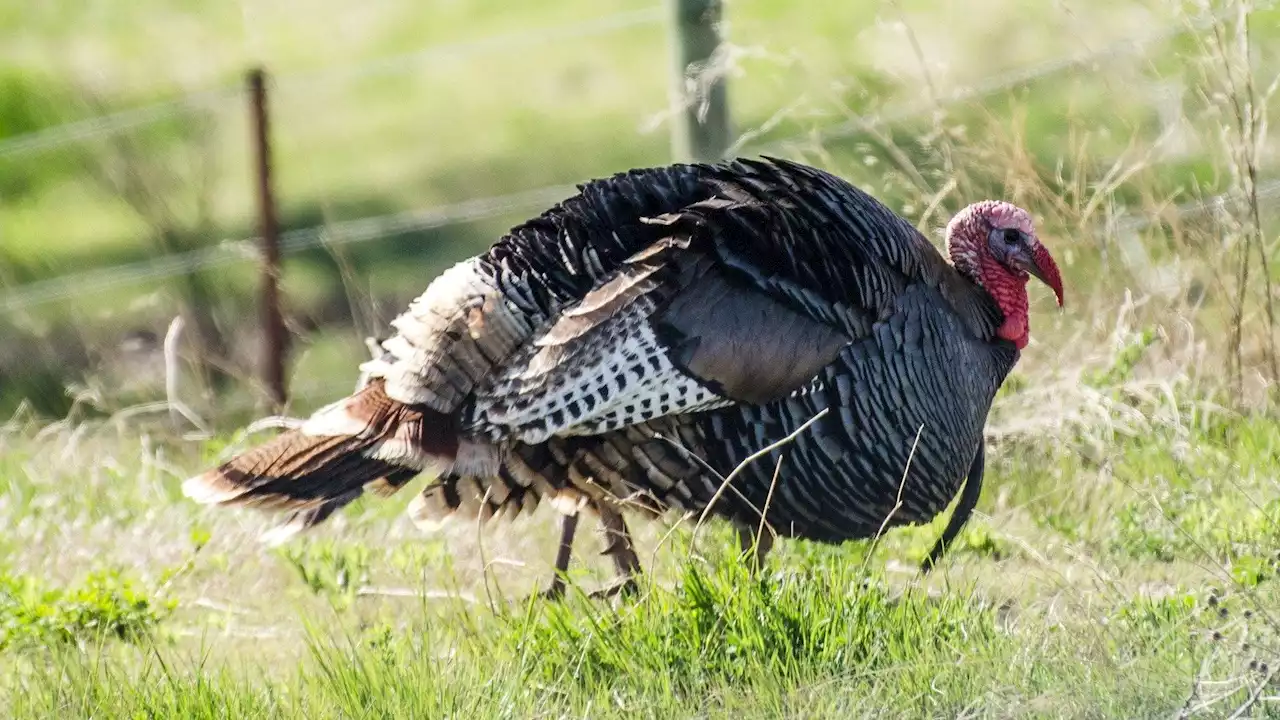 We’ve Got Your Thanksgiving Small Talk Covered: 10 Fascinating Facts About the Wild Turkey