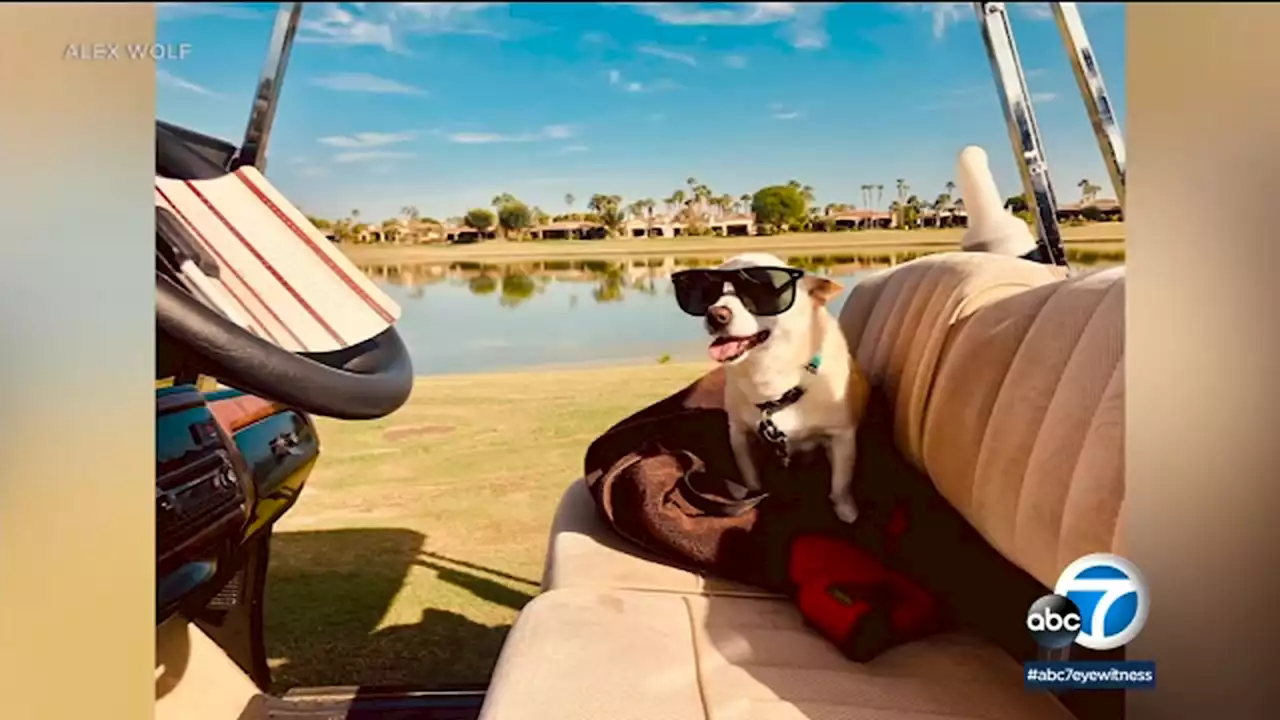 Los Angeles pooch Gino, 22, named oldest living dog by Guinness World Records