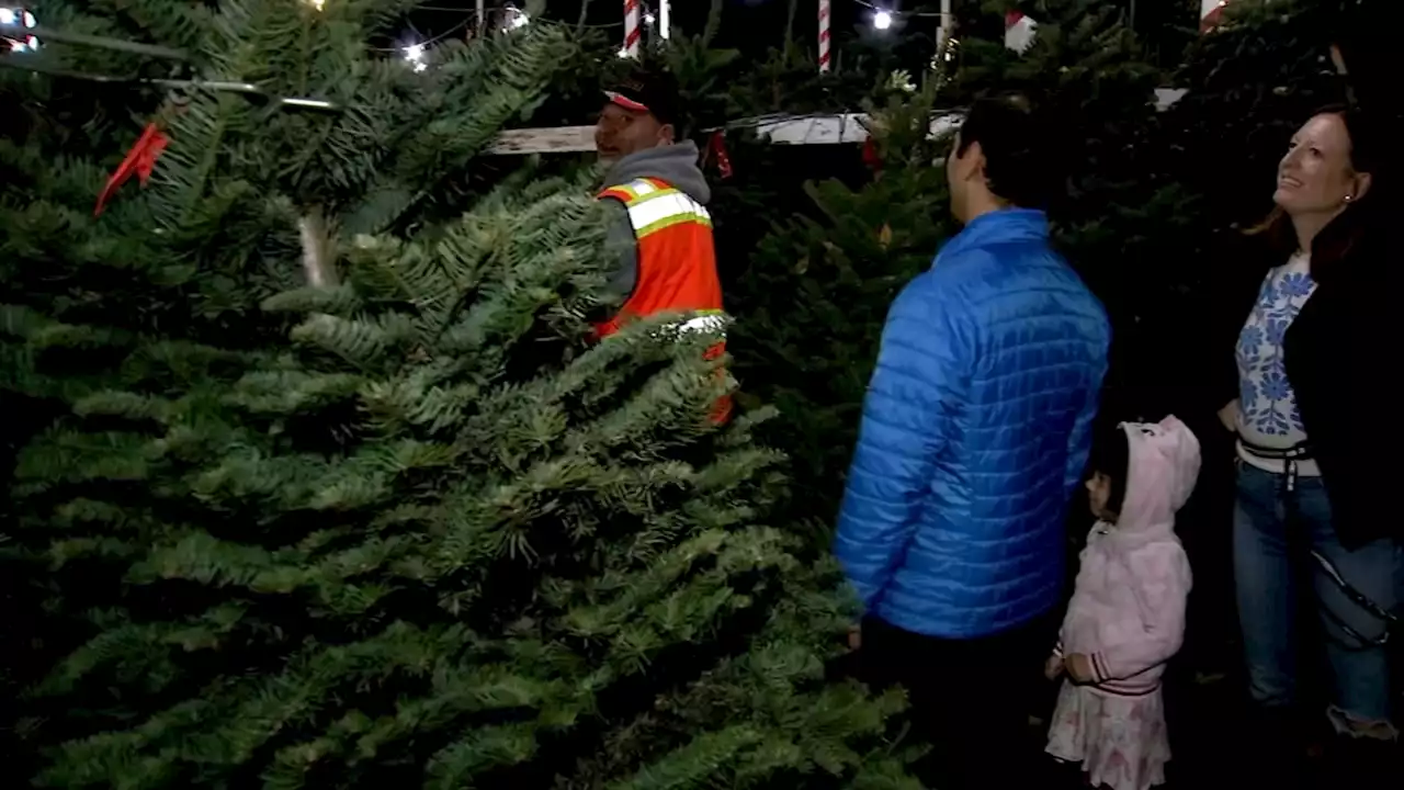 San Franciscans making it a tradition to buy Christmas trees on Thanksgiving