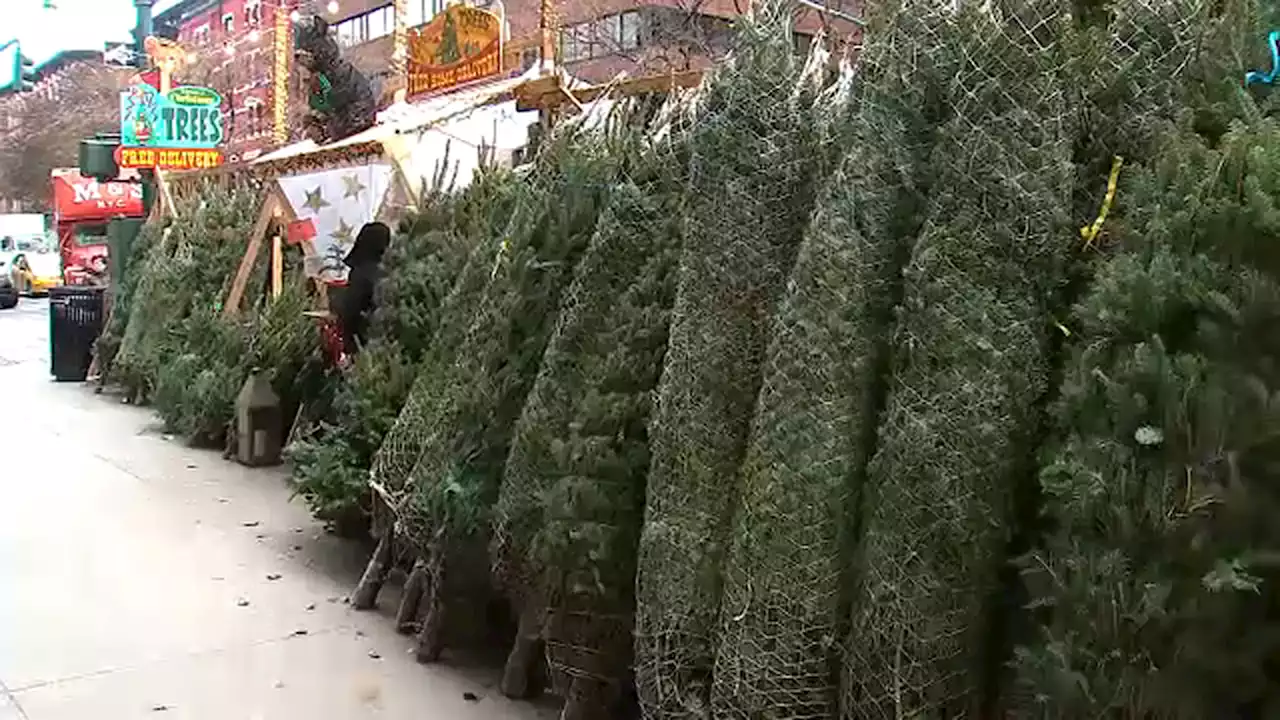 Natural vs. artificial: Which Christmas tree option is better for the climate?