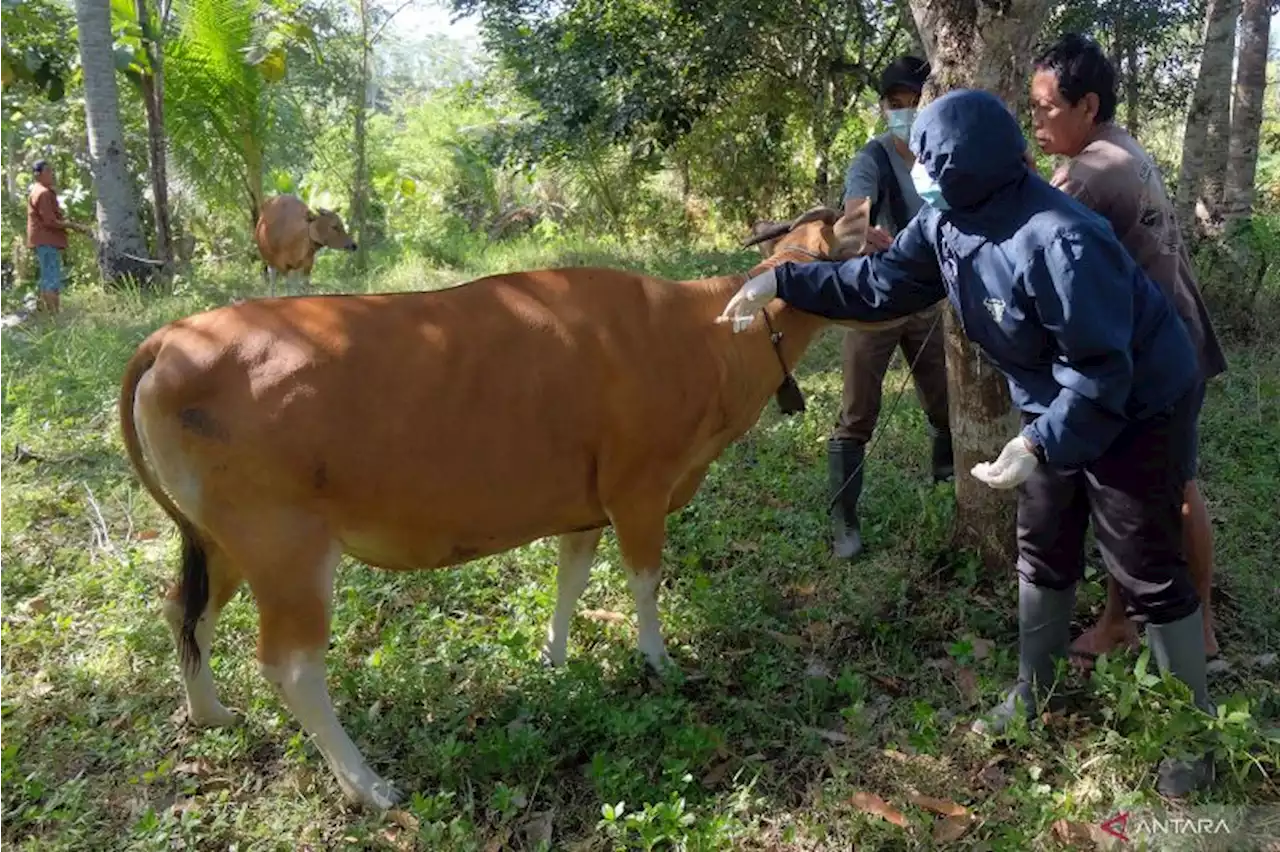 IPB: sapi Bali bisa jadi penghasil daging premium