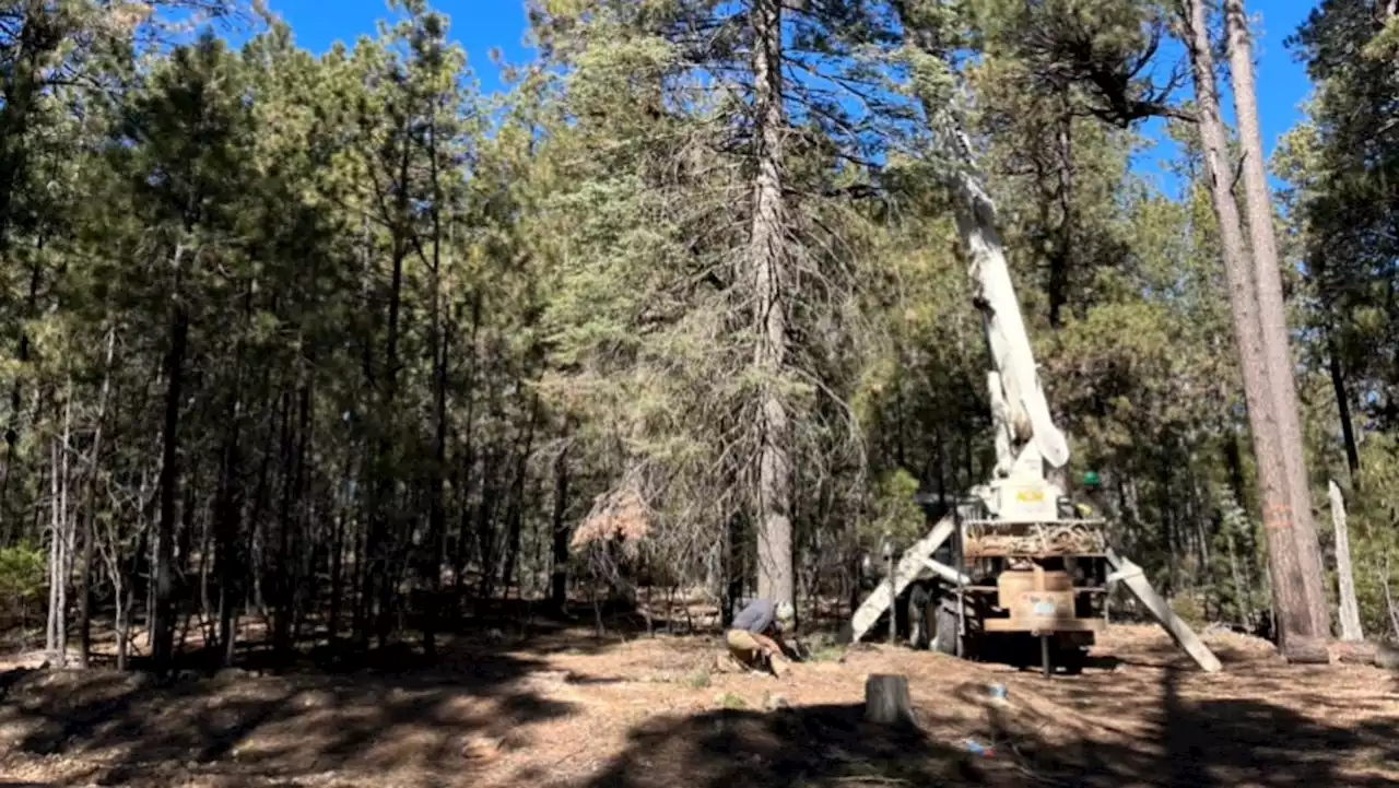 This tree was going to be cut down. Then it got a new life at AZ Capitol for Christmas